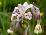 Silene Nutans